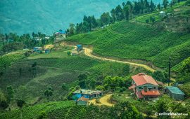 १६ चिया उद्योगले असार ४ देखि प्रशोधन र उत्पादन बन्द गर्ने