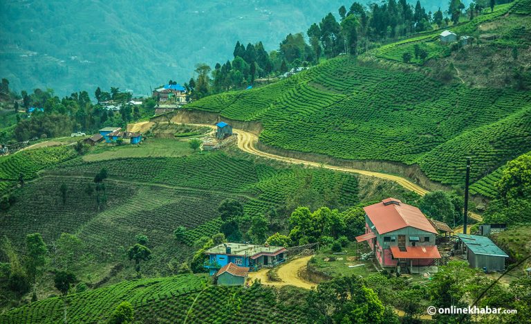 १६ चिया उद्योगले असार ४ देखि प्रशोधन र उत्पादन बन्द गर्ने