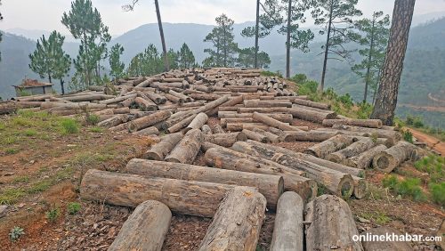 बिकेनन् बैतडीका सामुदायिक वनका काठ, एक करोड बढी आम्दानी गुम्ने जोखिम