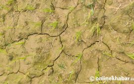 वर्षा नहुँदाको पिरलो : कतै रोपाइँ भएन, कतै रोपेकै खेतमा चिरैचिरा