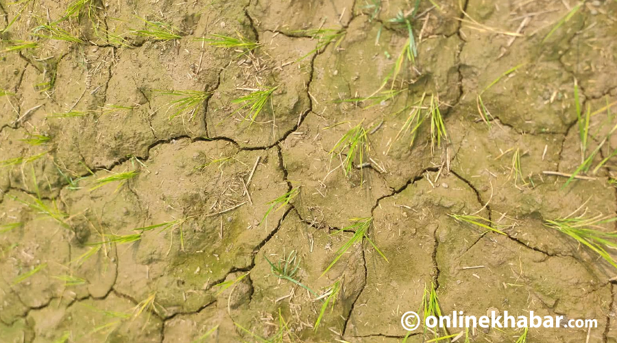वर्षा नहुँदाको पिरलो : कतै रोपाइँ भएन, कतै रोपेकै खेतमा चिरैचिरा