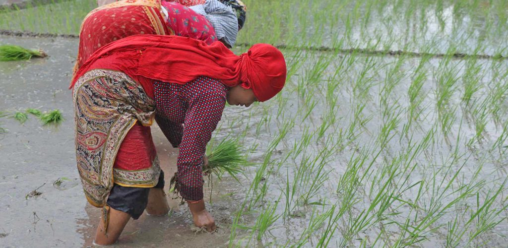 पानी नपर्दा सुस्त बन्यो असारे रोपाइँ, करिब १० प्रतिशत क्षेत्रफलमा मात्रै धान रोपियो