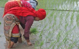 पानी नपर्दा सुस्त बन्यो असारे रोपाइँ, करिब १० प्रतिशत क्षेत्रफलमा मात्रै धान रोपियो