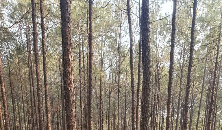 सल्लो निर्यातमा ३० प्रतिशत बिन्दुले घट्यो भन्सार दर