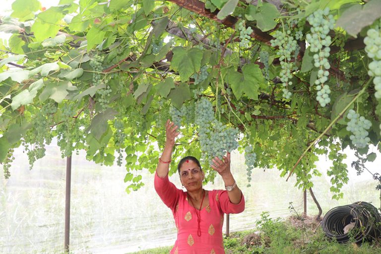 १८०० मिटर उचाइको लुप्राङमा अङ्गुरखेती