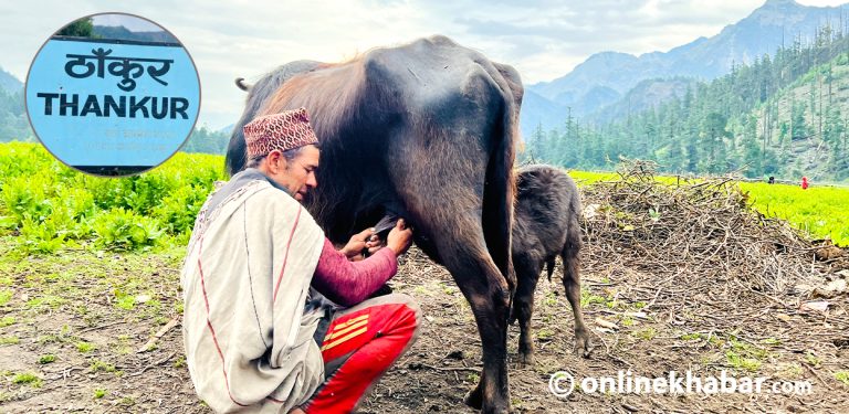 ठाँकुरमा रमाएका ढोरपाटनका भैँसी र गोठालाहरू (तस्वीरहरू)