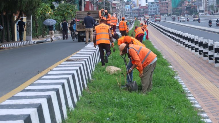 चक्रपथको महाराजगञ्ज-धोबीखोला खण्डमा रोपियो ज्याकारान्डा