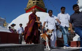 स्वयम्भूमा अलोका : विश्व शान्ति र करुणाका लागि यात्रा गरिरहेको एउटा कुकुर