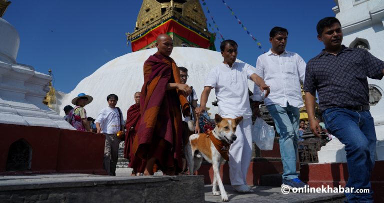 स्वयम्भूमा अलोका : विश्व शान्ति र करुणाका लागि यात्रा गरिरहेको एउटा कुकुर