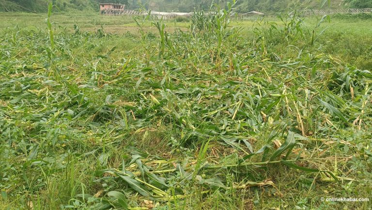 वन्यजन्तु पीडित किसानले तीन वर्षपछि क्षतिपूर्ति पाए
