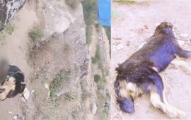 हुम्लामा निर्मम यातना दिएर मारियो कुकुर, अनुसन्धान गर्दै प्रहरी