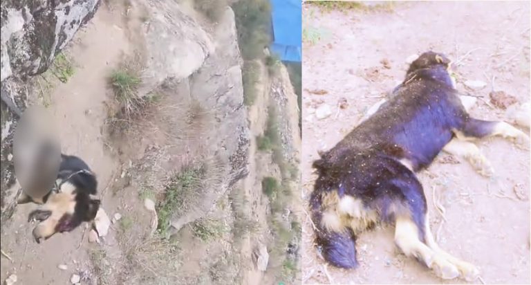 हुम्लामा निर्मम यातना दिएर मारियो कुकुर, अनुसन्धान गर्दै प्रहरी