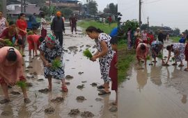 जब दमकवासीले सडकमै धान रोपे