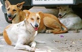 चितवनमा कुकुरलाई गर्भनिरोधक औषधि