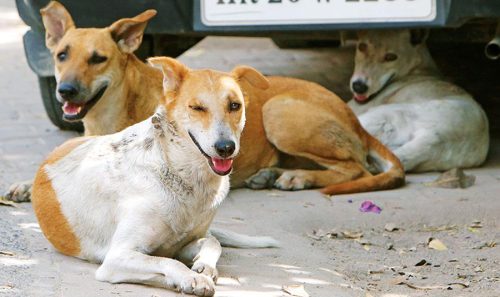 चितवनमा कुकुरलाई गर्भनिरोधक औषधि
