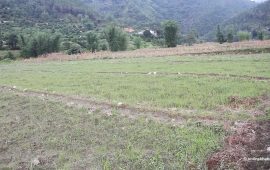 वर्षा नहुँदा गुल्मीका किसानले धानको ब्याड राख्न पाएनन्