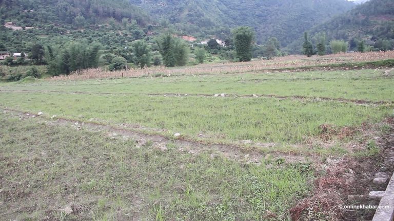 वर्षा नहुँदा गुल्मीका किसानाले धानको ब्याड राख्न पाएनन्