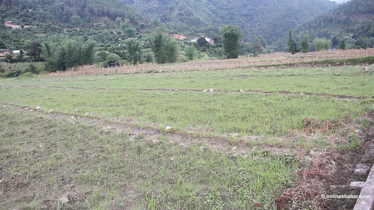 वर्षा नहुँदा गुल्मीका किसानाले धानको ब्याड राख्न पाएनन्