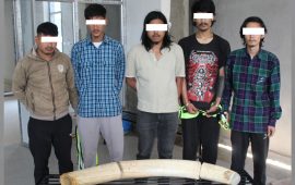 राष्ट्रपति कार्यालयबाट हात्तीका दाह्रा चोरीमा समातिएका युवाबाट लागुऔषध पनि बरामद