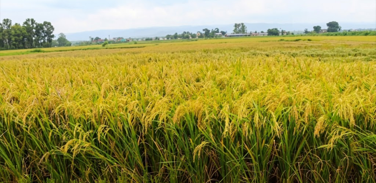 चैते धानमा असफल सरकार, बेलैमा मूल्य तोकिँदा पनि ठगिए किसान