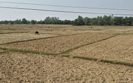 बाँकेमा खेतका फाँट धुलाम्मे बन्न थाले