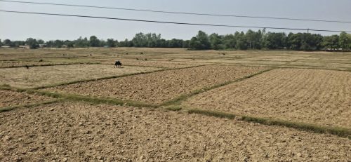 बाँकेमा खेतका फाँट धुलाम्मे बन्न थाले
