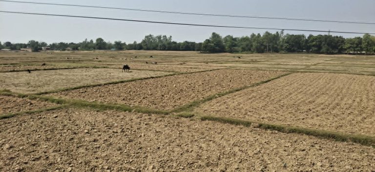 बाँकेमा खेतका फाँट धुलाम्मे बन्न थाले