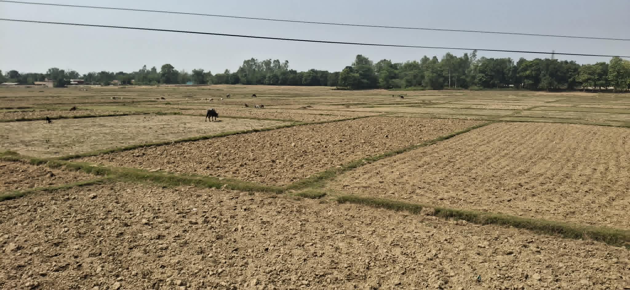 बाँकेमा खेतका फाँट धुलाम्मे बन्न थाले