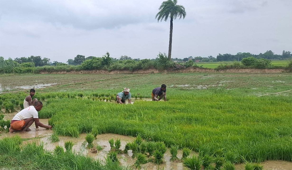 मधेशमा ४ प्रतिशत मात्रै रोपाइँ