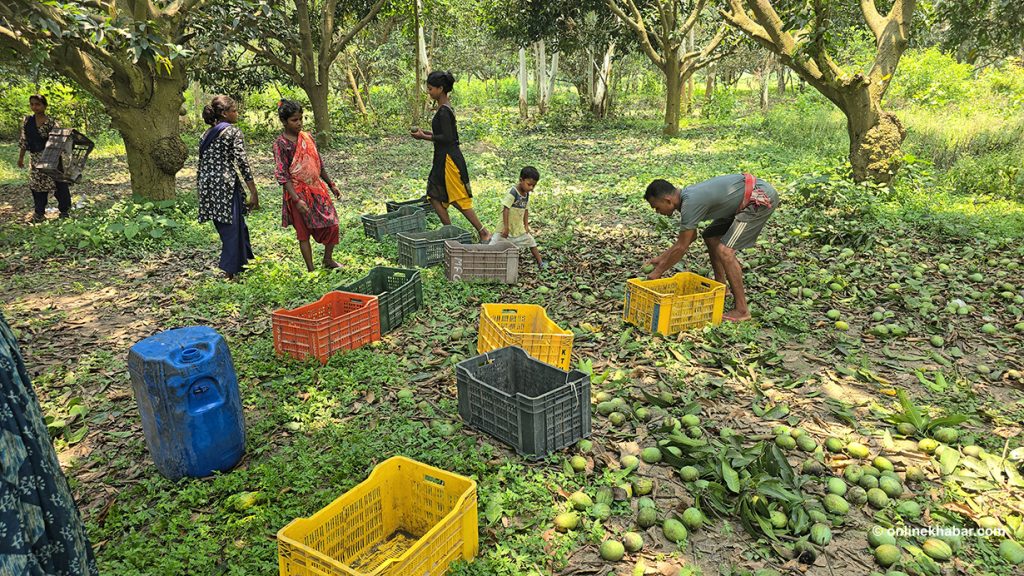 सिरहाका किसानलाई आँप टिप्ने चटारो