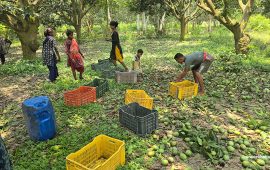 सिरहाका किसानलाई आँप टिप्ने चटारो