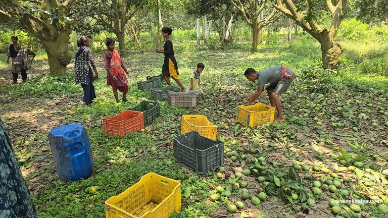 सिरहाका किसानलाई आँप टिप्ने चटारो