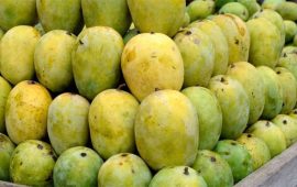 धेरै आँप एकै पटक घरमा ल्याएर सुरक्षित राख्ने ५ उपाय
