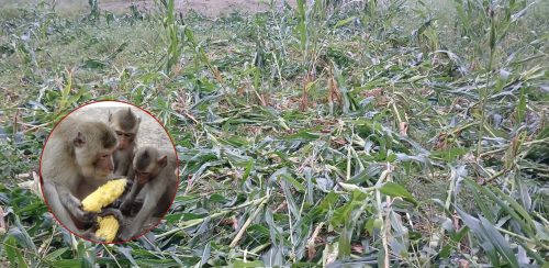 गुल्मीमा बाँदर र बँदेल आतंक : पाकेको बाली भित्र्याउनै पाउँदैनन् किसान