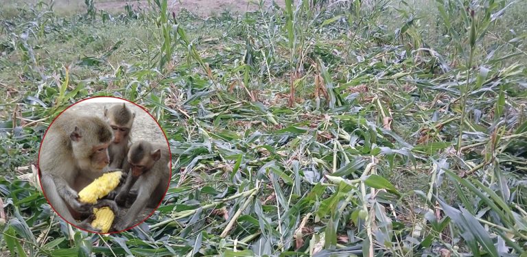 गुल्मीमा बाँदर र बँदेल आतंक : पाकेको बाली भित्र्याउनै पाउँदैनन् किसान