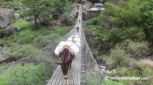 मनास्लु पदमार्गका केही स्थानमा खच्चड आवतजावतमा रोक लगाइने