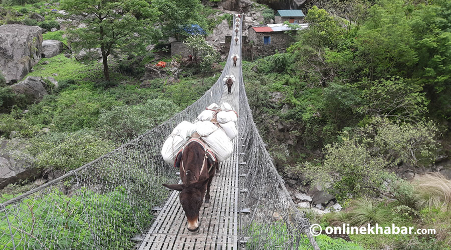 मनास्लु पदमार्गका केही स्थानमा खच्चड आवतजावतमा रोक लगाइने