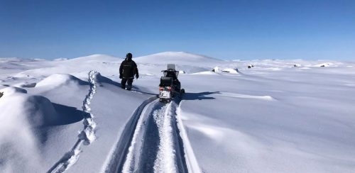 आर्थिक अभाव र स्थानीय अविश्वासका कारण स्वीडेनको वल्भरिन संरक्षण कार्यक्रम संकटमा