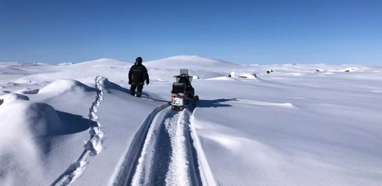 आर्थिक अभाव र स्थानीय अविश्वासका कारण स्वीडेनको वल्भरिन संरक्षण कार्यक्रम संकटमा