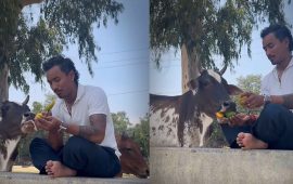 गाईलाई आँप खुवाइरहेका सोमपाल कामी