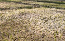 पानी नपर्दा सुक्न थाल्यो धान, चिन्तामा किसान