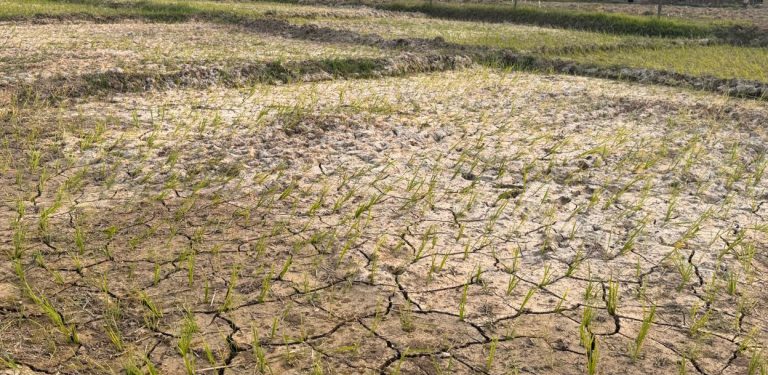 पानी नपर्दा सुक्न थाल्यो धान, चिन्तामा किसान