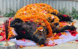 जब आफूले ७ वर्ष पालेको सुँगुर मर्यो…