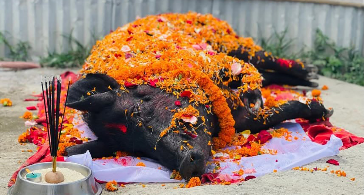 जब आफूले ७ वर्ष पालेको सुँगुर मर्‍यो…