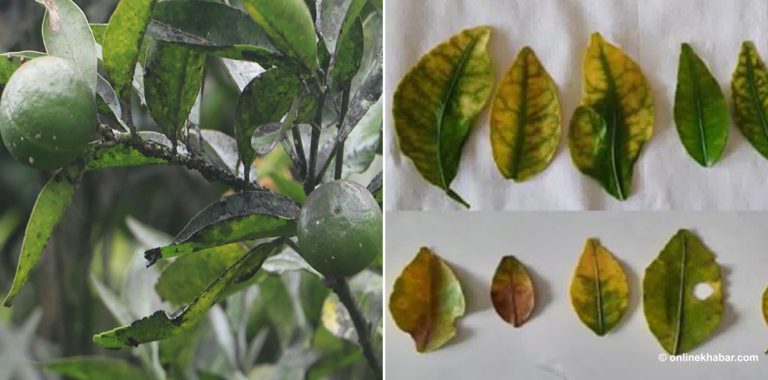 सुन्तलाजातको फलफूलमा फैलिंदै खतरनाक ब्याक्टेरिया 