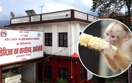 अर्घाखाँचीमा २० जना बाँदर हेरालाका लागि आवेदन आह्वान