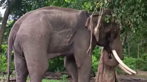 ‘कृष्णप्रसाद’लाई मात चढेपछि…