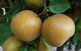 नास्पातीको मूल्य बढ्यो