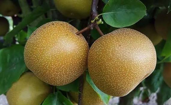 नास्पातीको मूल्य बढ्यो