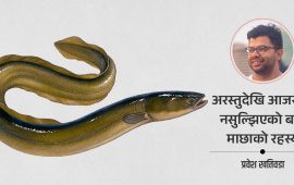बाम माछाको रहस्यमय जीवन : नदीका पाहुना, समुद्रका सन्तान